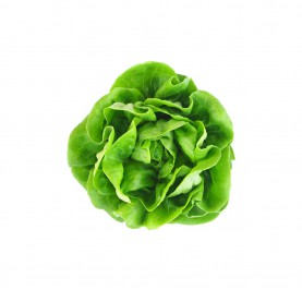 Lettuce Salad leaf