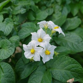 Flowering Pot Plants
