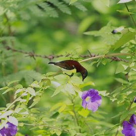 Water & Aquatic Plants